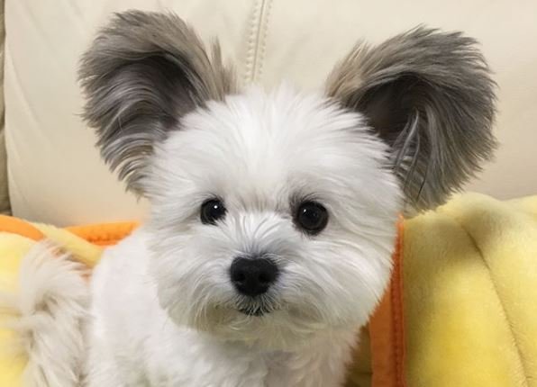 Puppy with Micky Mouse Ears Is Taking Over Instagram