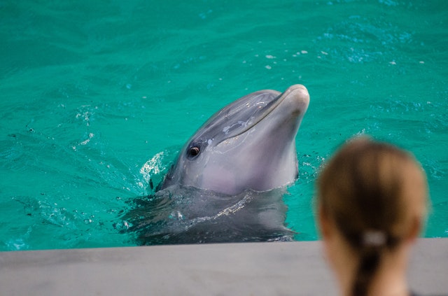 facts about dolphin