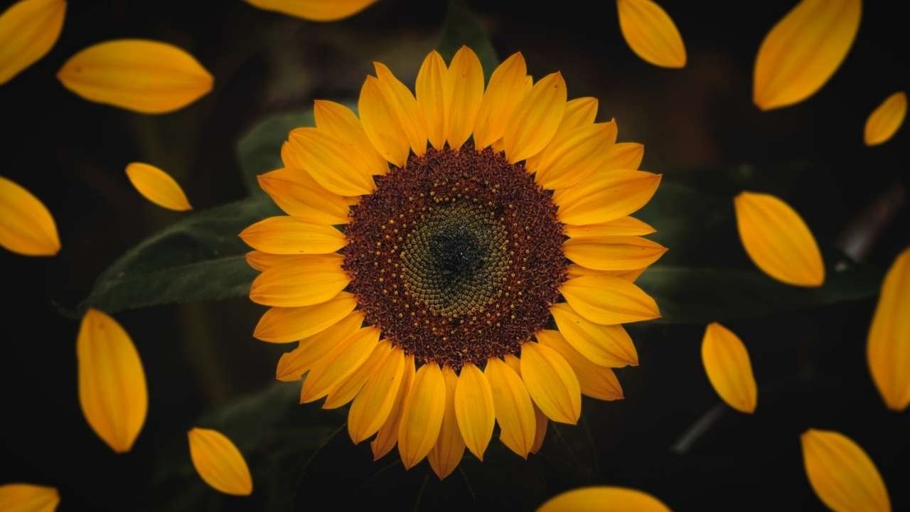 Sunflower tattoo designs