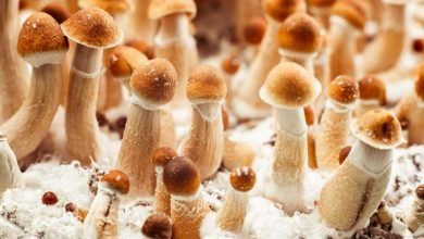 Psychedelic Mushrooms