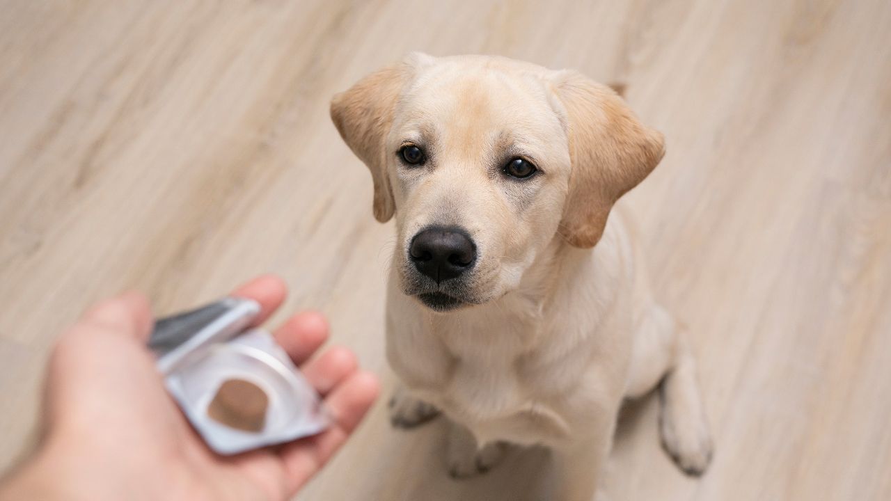 Ticks and Fleas prevention medicine for dog