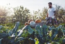 guy in farm