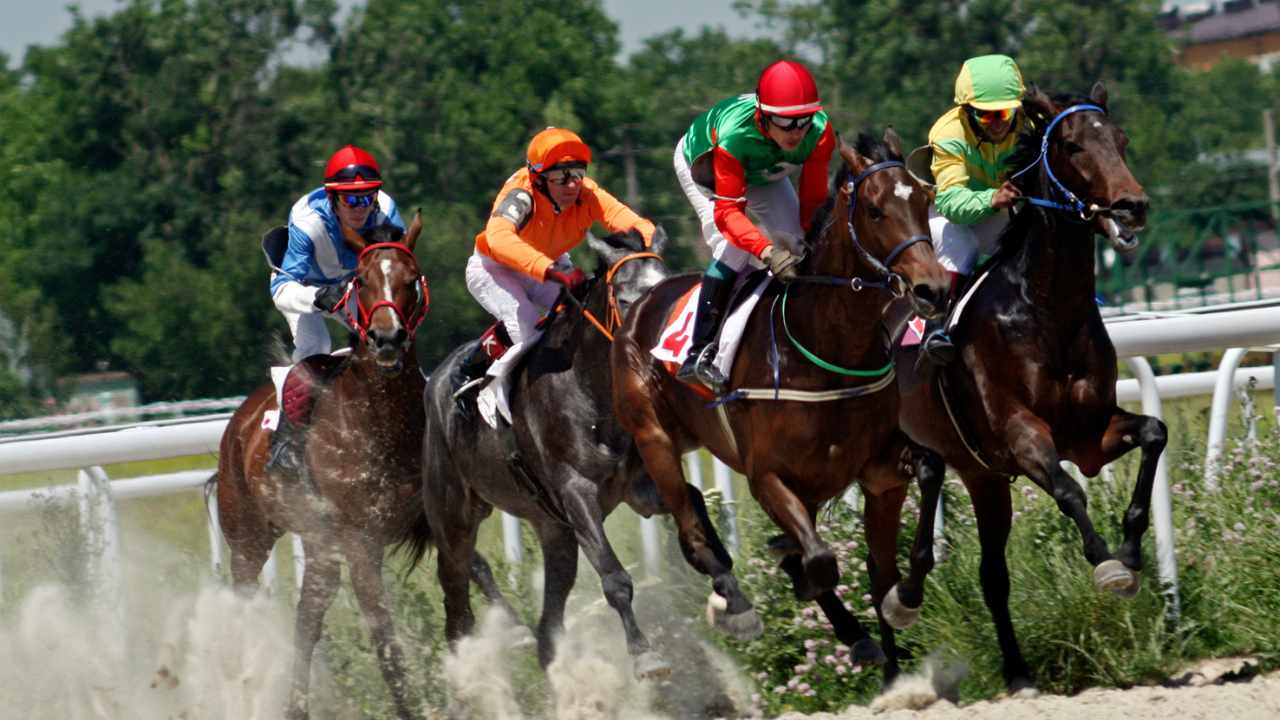 horse races