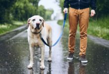 man with dog in rain